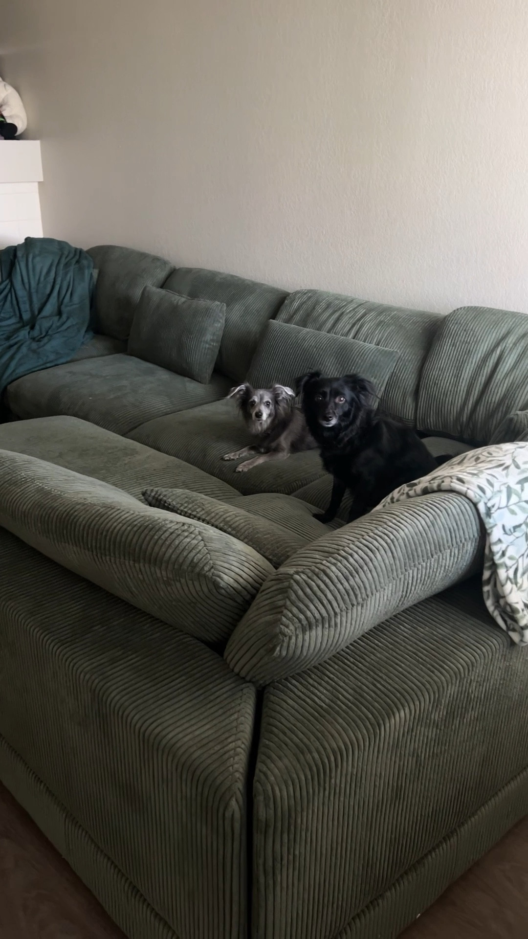 This is the sectional couch of our dreams! We love it! It’s green (it comes in other colors as well, it’s easy to maintain being dog parents, and you can rearrange it. 

#LTKHome