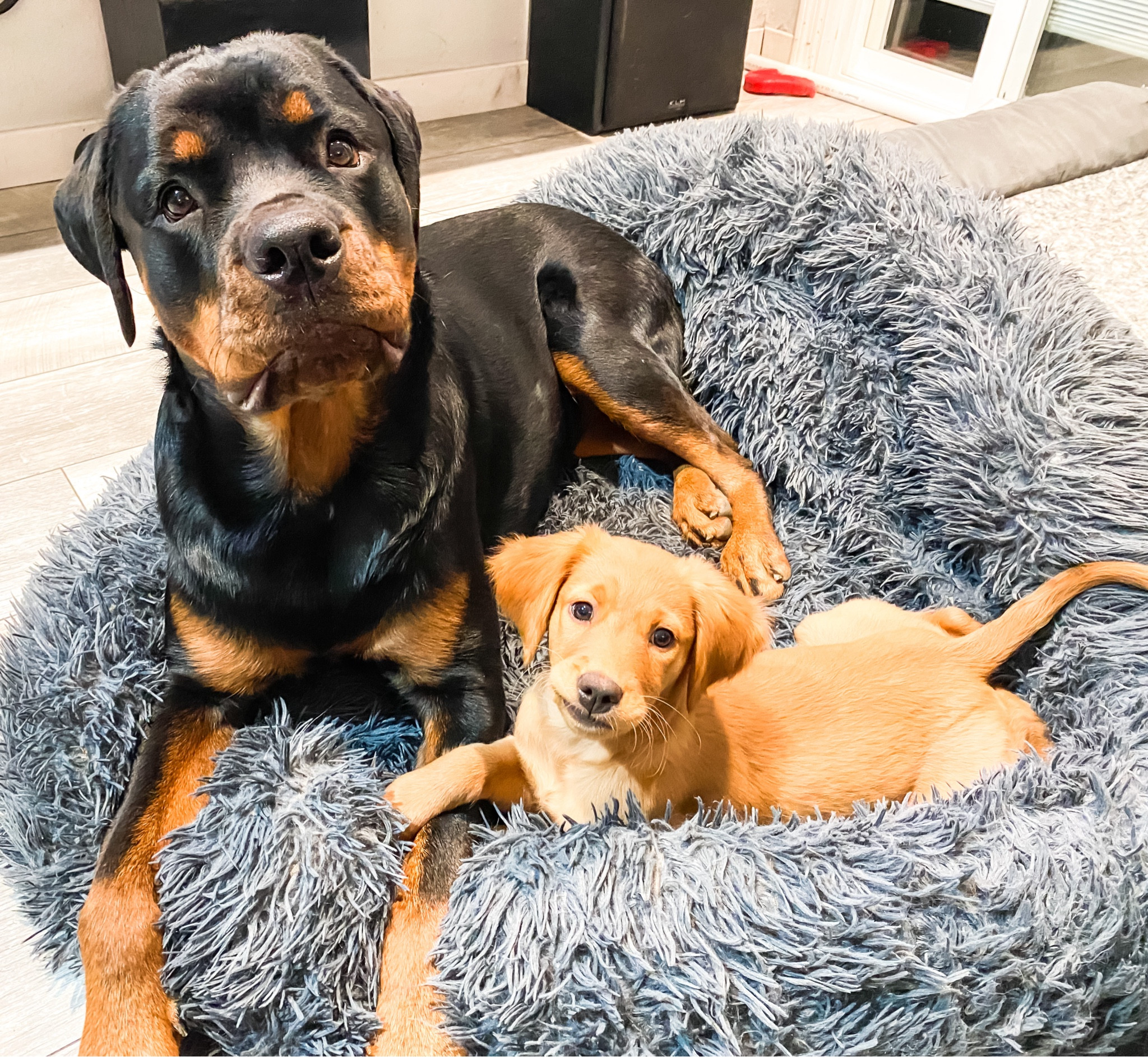 We absolutely LOVE these doggy beds - they are stylish, super comfy, + machine washable 🫶🏻💜 We have one in every room!! 

Dog bed | Dog pillow | Dog home 

#LTKfindsunder100 #LTKhome #LTKsalealert