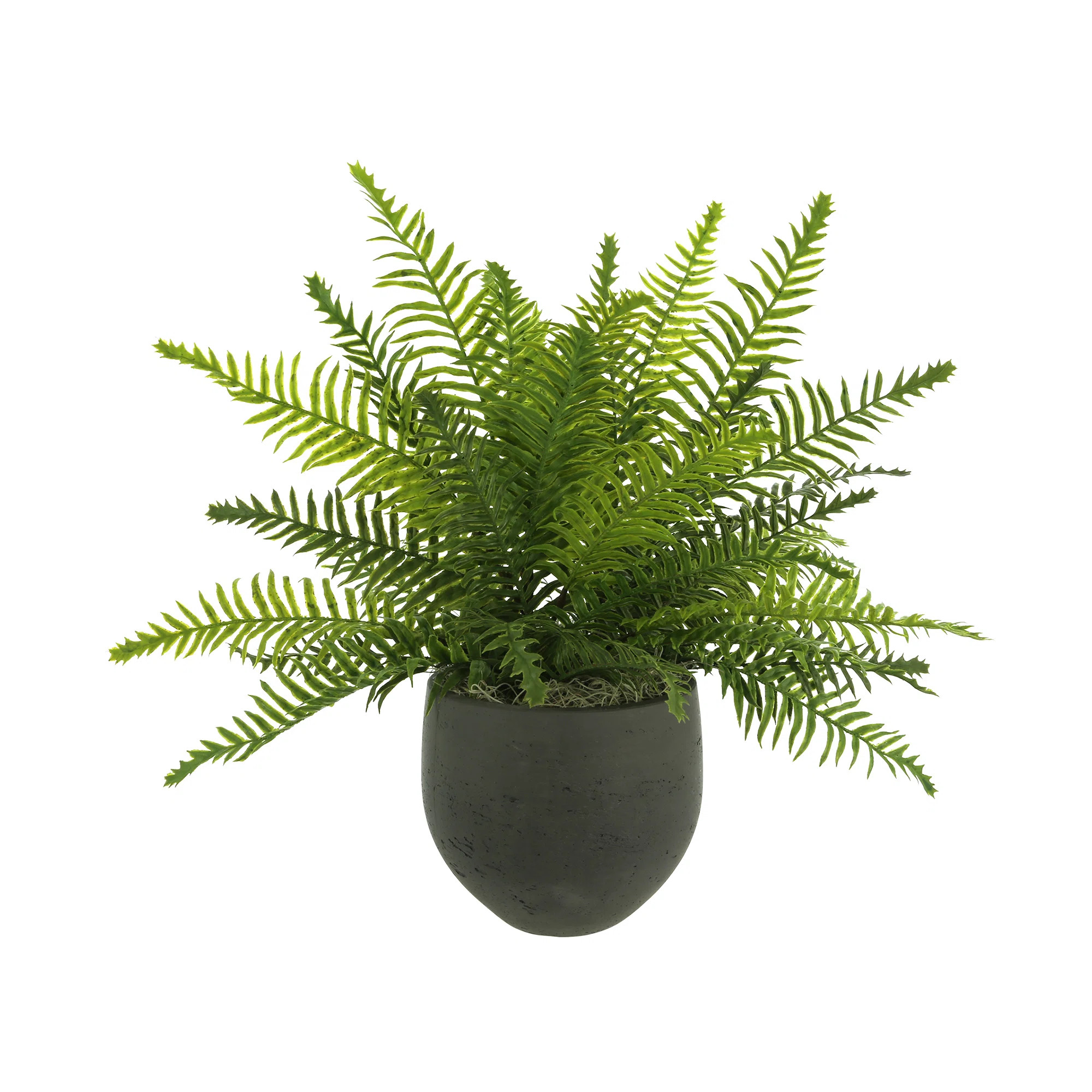 Creative Displays, Inc. Outdoor UV-Rated Fern in Fiberstone Pot & Reviews | Perigold | Perigold