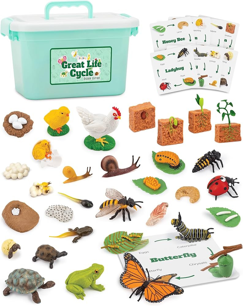 Life Cycle Sets Figurine Toys, Kids Animal Match Set with Frog, Ladybug, and More, Stocking Stuff... | Amazon (US)