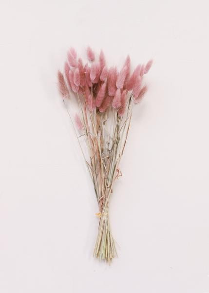 Dried Bunny Tail Grass in Mauve Pink | Afloral (US)