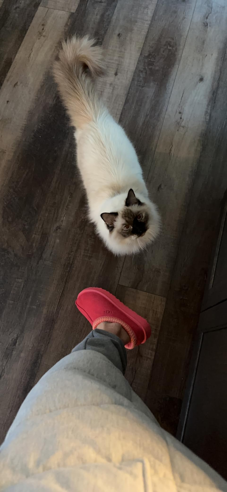 UGG Women's Tasman Slipper | Amazon (US)