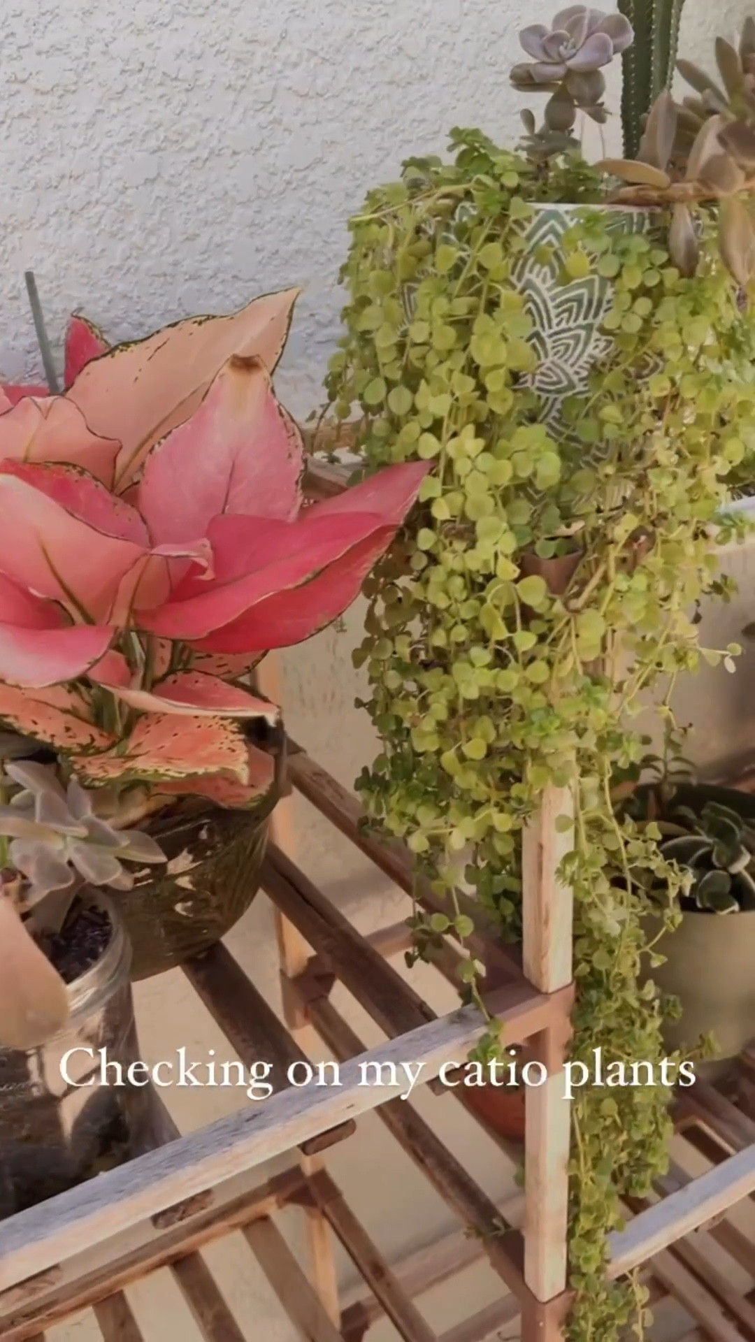 Love this plant stand from Amazon! I have two and they’ve held up so well. Super affordable, too! 

#LTKfindsunder50 #LTKSeasonal #LTKhome