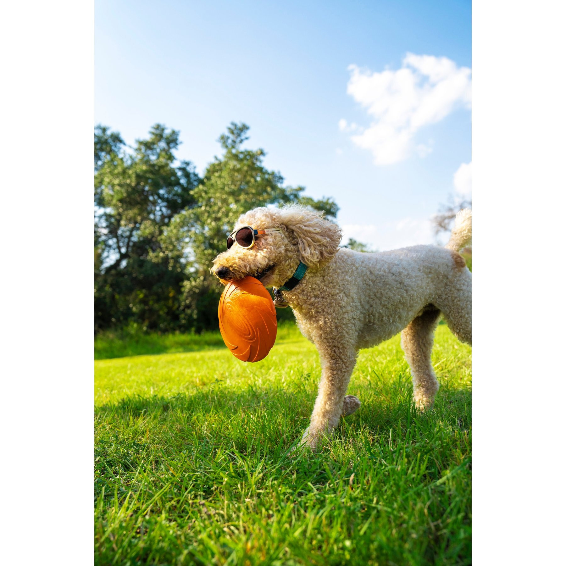 POSE PETS Solid Dog Sunglasses, Sunrise, Medium | Chewy