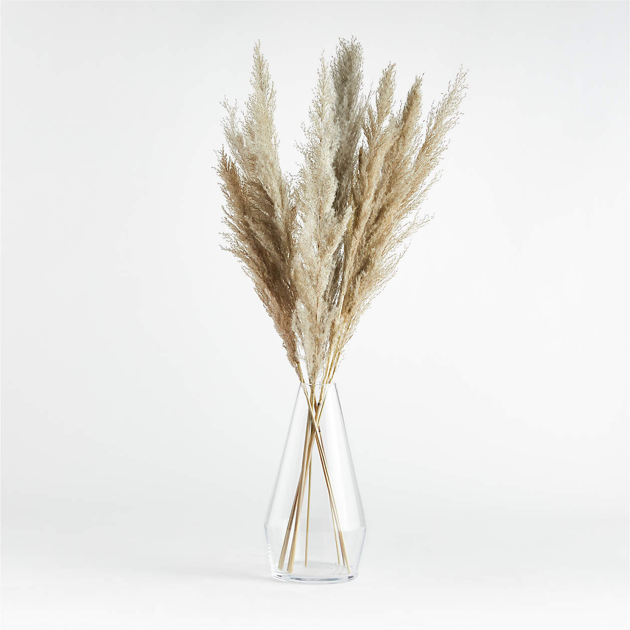 Dried Grass Plume + Reviews | Crate and Barrel | Crate & Barrel