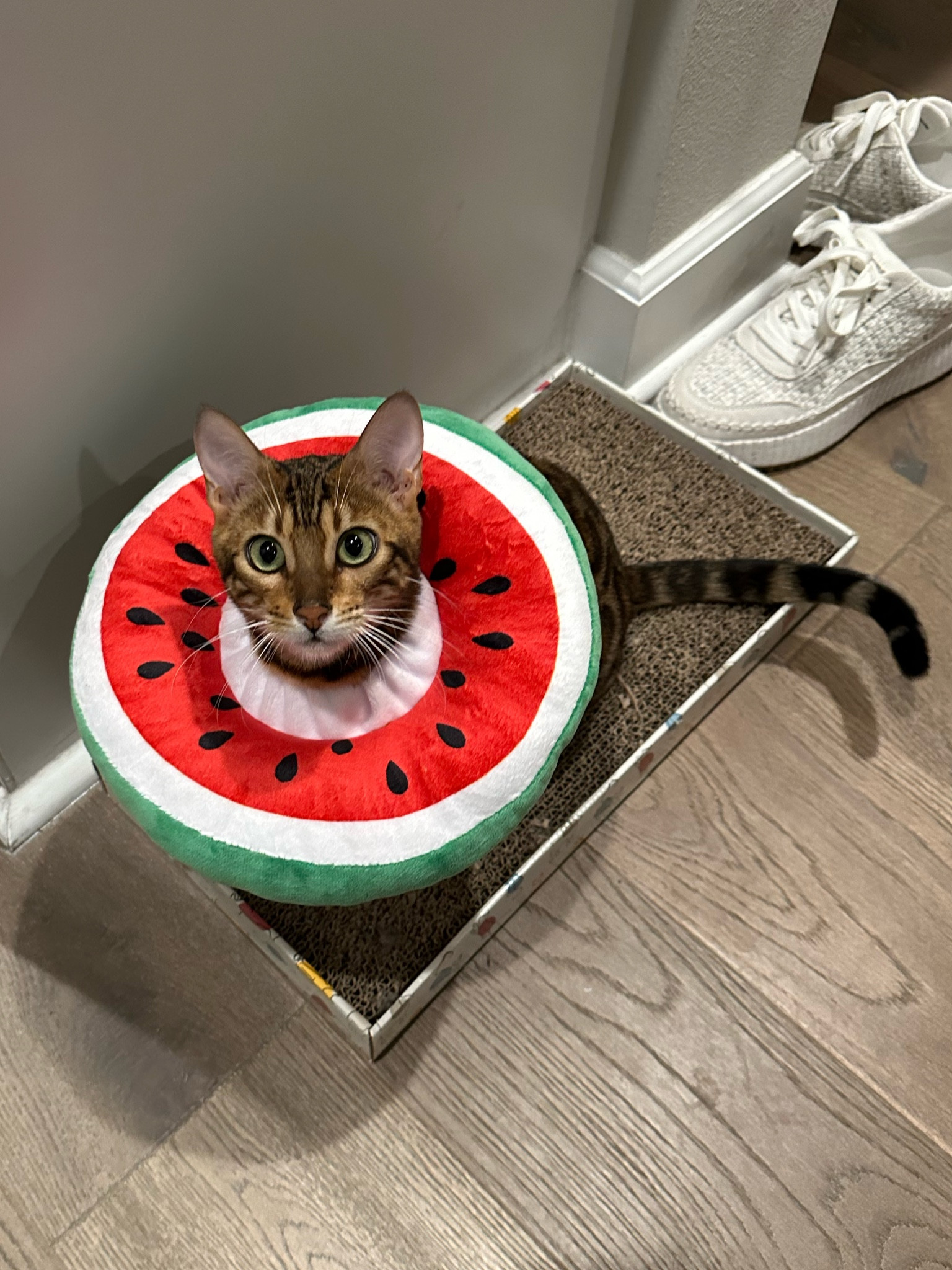 We needed an accessory change so mom got my this cute 🍉 donut for this week. I love it so much more because it doesn’t mess with my view or whiskers  