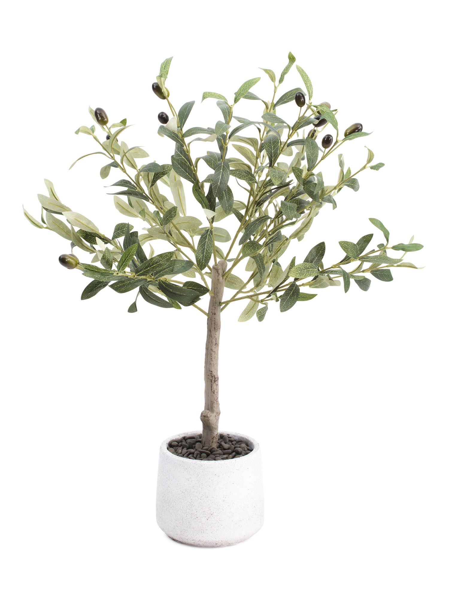 2ft Olive Tree In Stone Pot | TJ Maxx