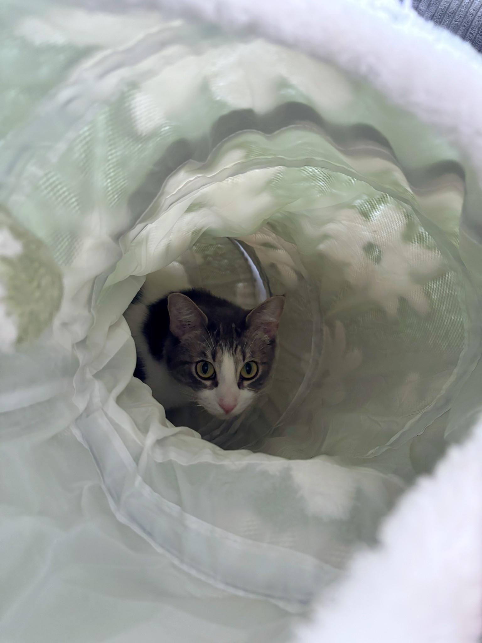 1, 2, 3 …. pounce!! 🐾 #LTKpets

#LTKGiftGuide #LTKFindsUnder50 #LTKHome