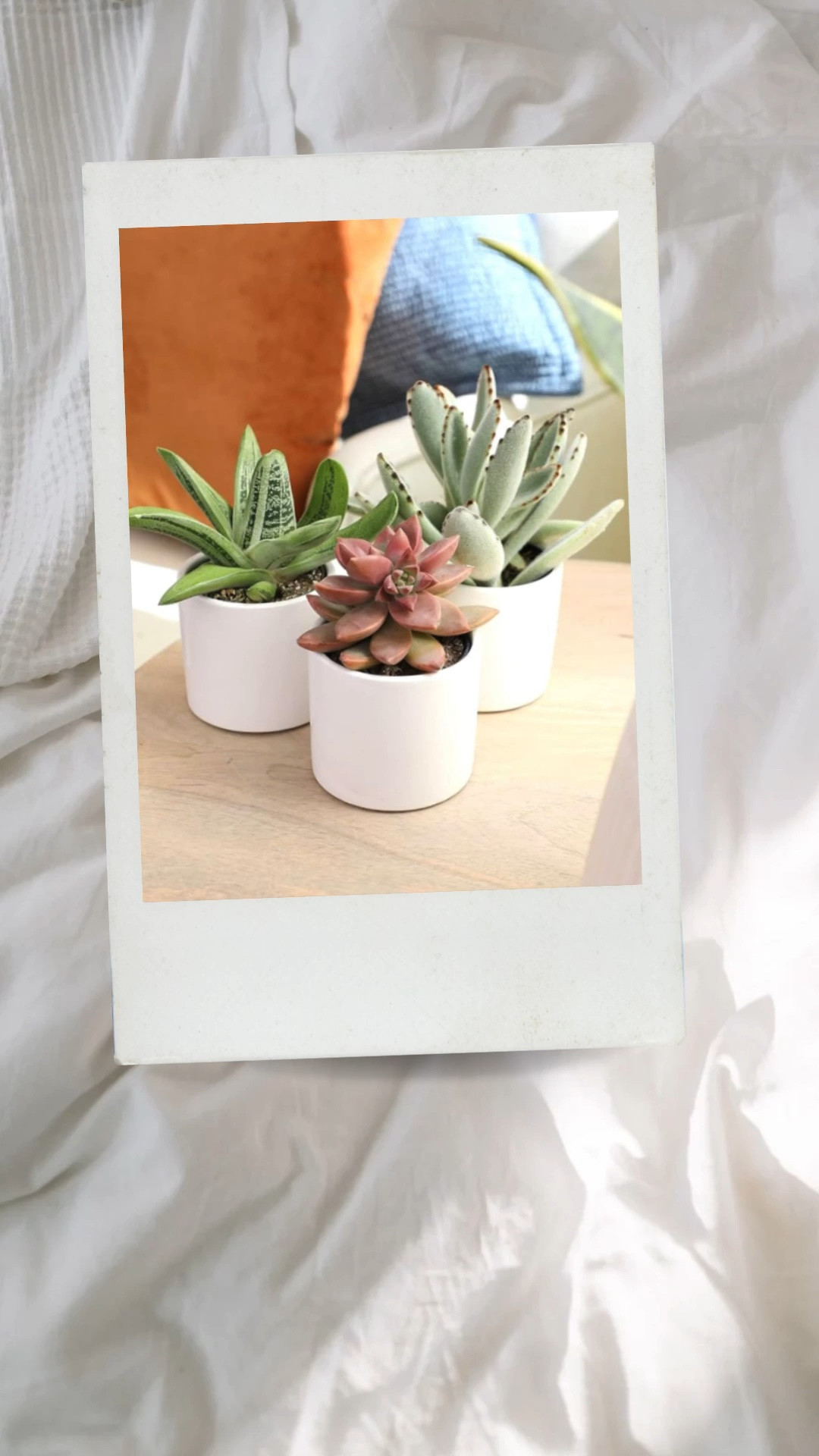 Succulents are an-easy care option and it’s adorable that they come in such mini sizes. Bring some color and life into your space #easycare #plant #succulent #liveplant #nature

#LTKhome #LTKGiftGuide