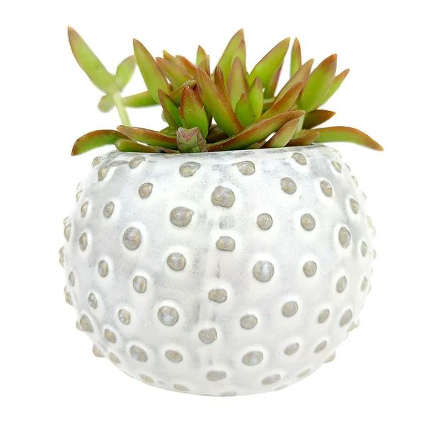 Cream Dot Ceramic Pot, Polka Dot planter, Succulent Gift Ideas - Walmart.com | Walmart (US)