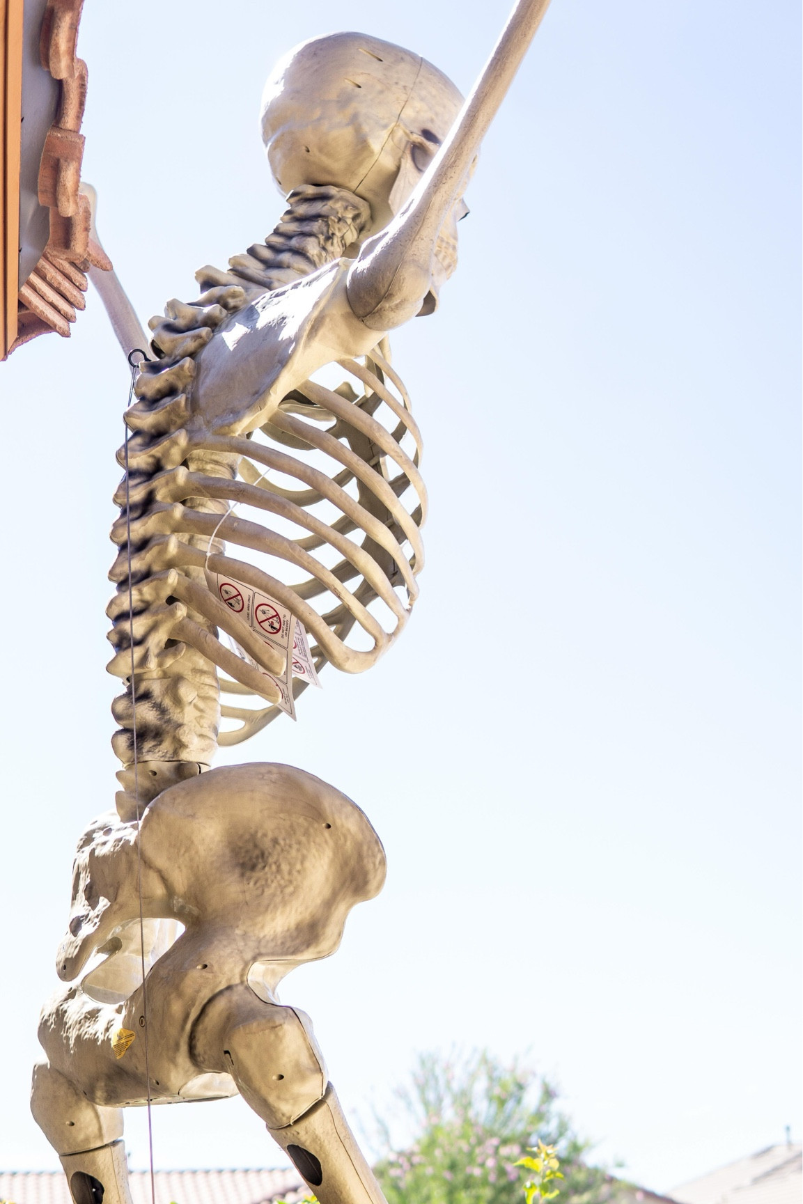 When I tell you putting this together was not as easy as the Internet makes it seem lol this giant 12 foot skeleton from Home Depot was going to be and will continue to be the death of me! How should I dress this bad boy up for the remainder of the year?! It’s OFFICIALLY TIME FOR HALLOWEEN 👻 
.
.
.
#Skeleton #12footskeleton #halloweendecorideas #halloween #halloweenyard #halloween2024 #azmom #azinfluencer