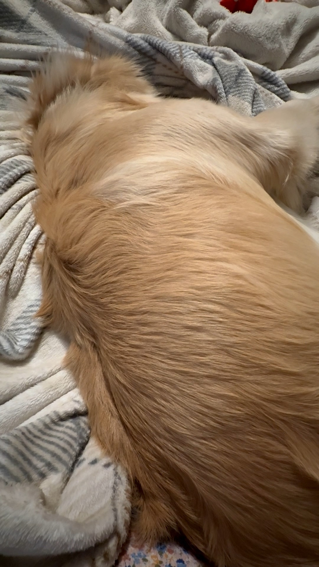 Cooper being a goof 😆🛏️ he does this thing where he shuffles the blankets and then snakes himself through them #goldenretrieverthings #goldenmama #goldenretriever #dogmom

#LTKdayinmylife #LTKstorytime