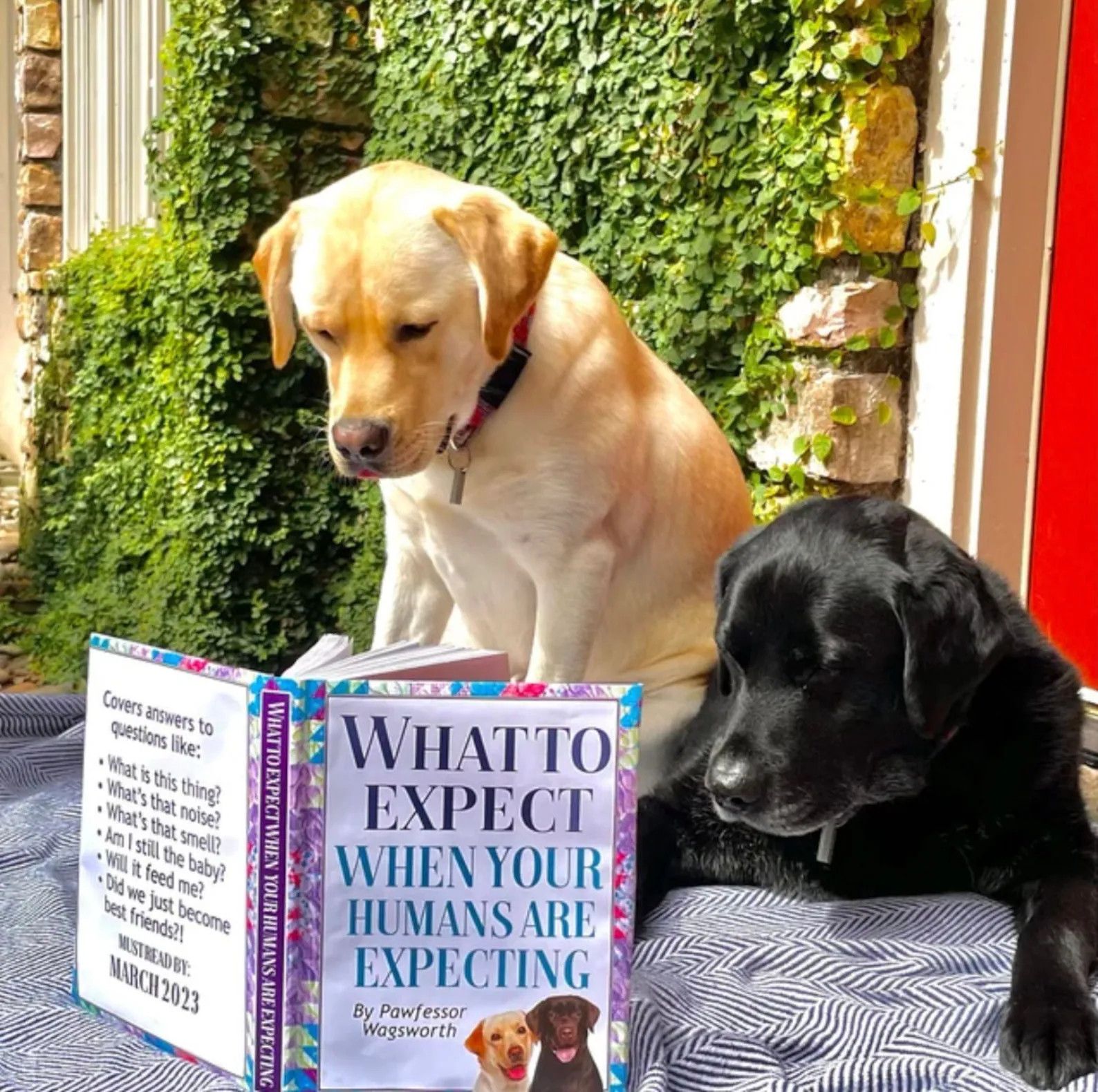CUSTOM Funny Pregnancy Announcement - What to Expect When Your Humans Are Expecting Dog Cat Pet 1... | Etsy (Global)