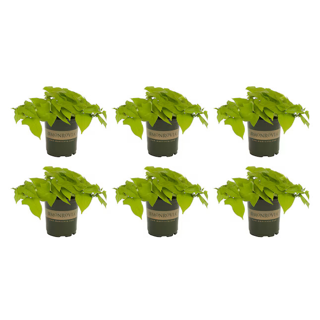 Monrovia Sweet Potato Vine in 1-Pint Pot | Lowe's