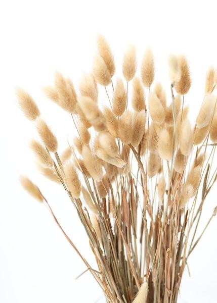 Natural Dried Bunny Tail - 2oz Bundle | Afloral (US)