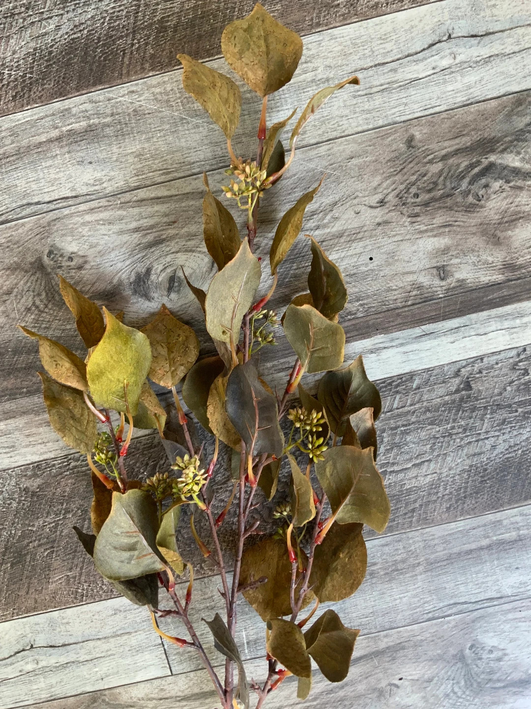 Eucalyptus, Dark Green, Dark Green Cork Texture Silver Dollar Eucalyptus Stem, 38” - Etsy | Etsy (US)