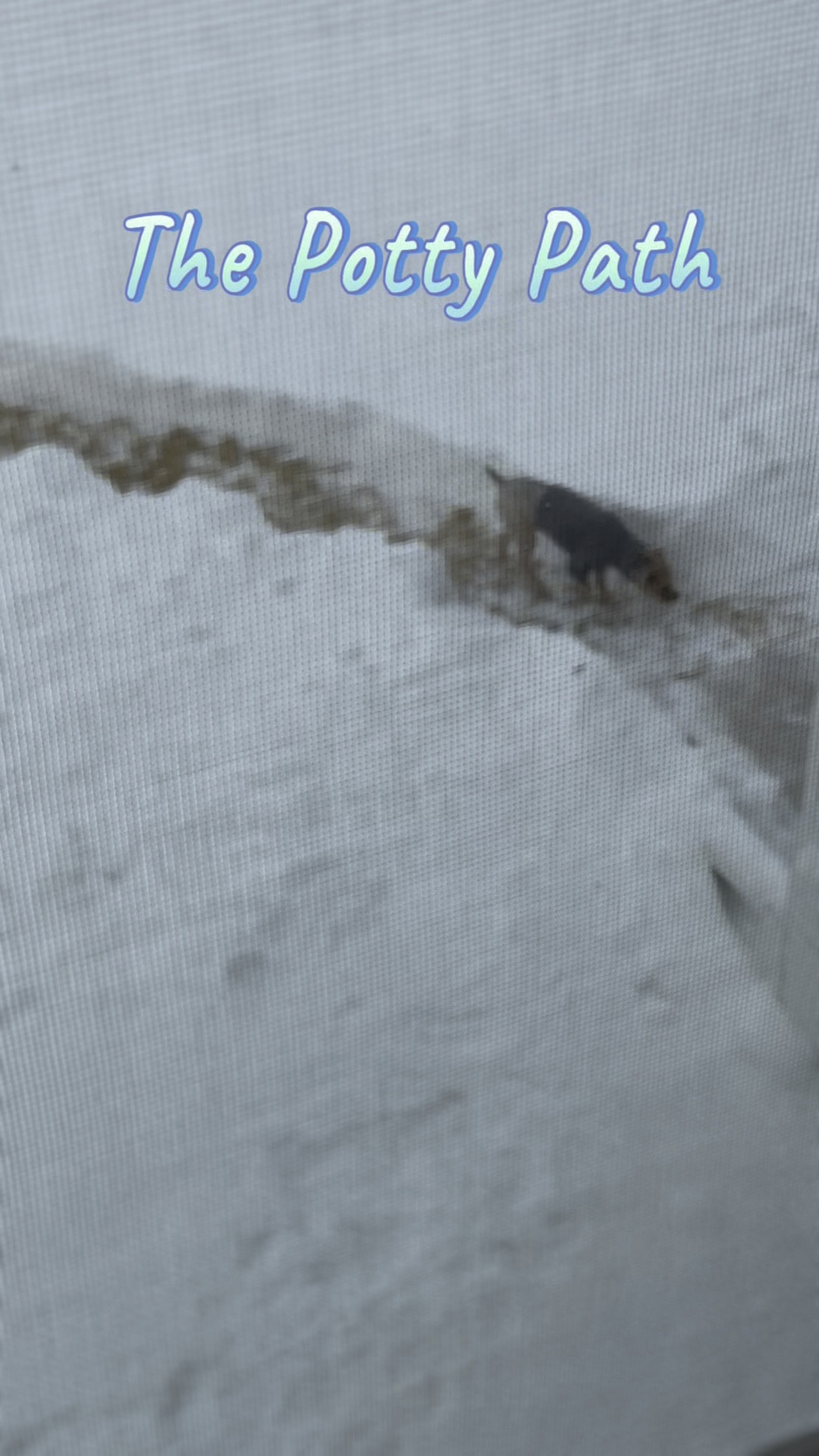 Daddy always makes the dogs a Potty Path in the yard and clears the steps for them, too. 🤣 #LTKRealBoringHousewife 

#LTKPets #LTKWatchNow