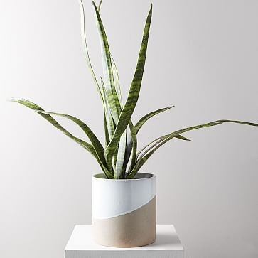 Faux Potted Snake Plant | West Elm (US)