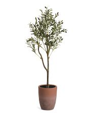 56in Olive Tree In Terracotta Pot | Marshalls