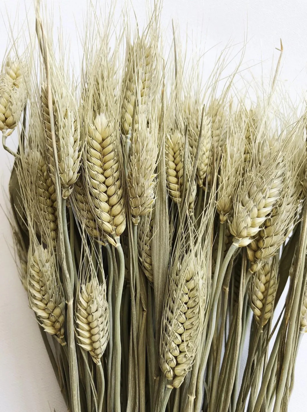 Dried Wheat, Natural Color, Triticale, Wedding Decoration, Rustic, Bouquets, Fall Decor, Grass Bu... | Etsy (US)