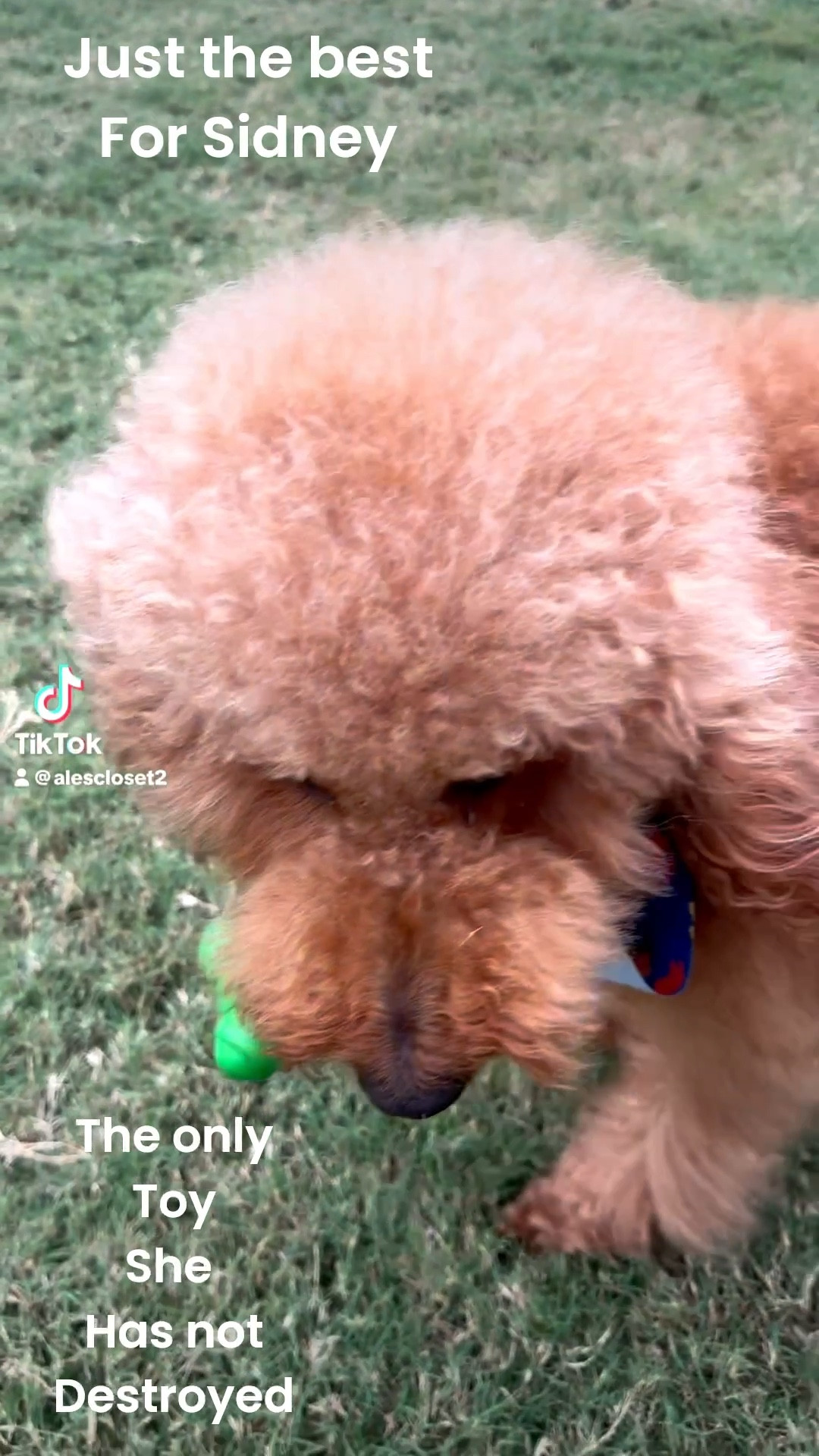 Just the best for my baby girl 💕 Sidney means the world to me — my loyal little shadow, my daily dose of joy, and the best listener ever 🐾 This toy is the only one she hasn’t destroyed… which says a lot 😅
Sharing it here because if your fur baby loves to play rough too, this one might just survive the test!
Also her favorite healthy snacks and couple other of our favs! 

Hashtags:
#DogMomLife #GoldendoodleLove #FurBabyJoy #PetFavorites #DogToysThatLast #LTKPet #LTKHome #DogMomApproved #LTKFinds #AleClosetStyle

#LTKPets