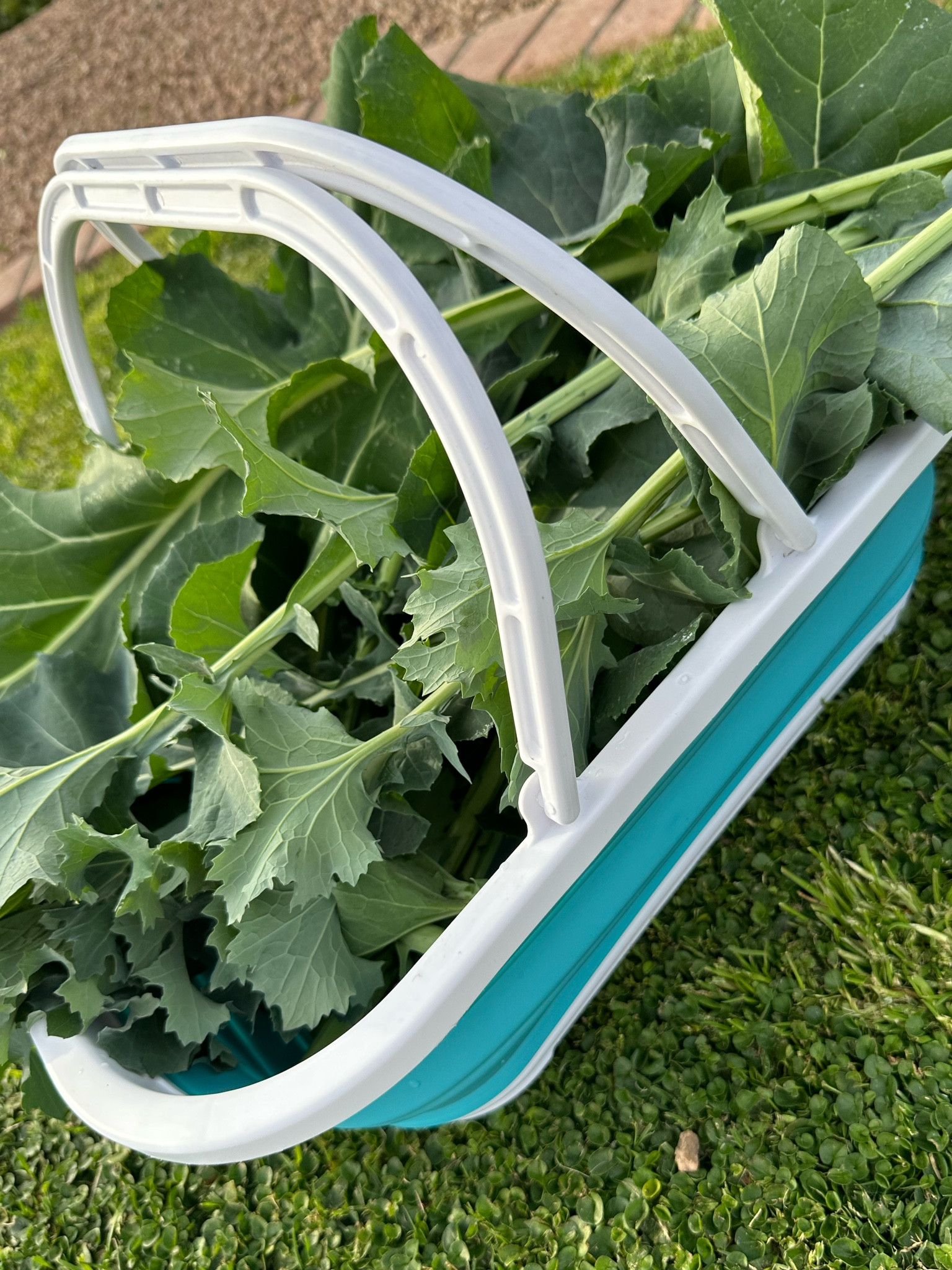 The cutest collapsible basket for gathering produce! I highly suggest growing your own food in any capacity that you can. My mother’s collard greens taste great in all my dinners. The basket is ready to wash and goes from the outside to u the indoors with ease. ♥️

#LTKhome #LTKSeasonal
