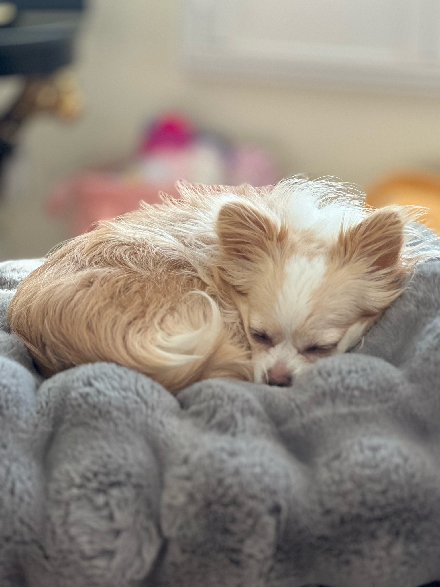 Frye faux fur luxury throw is just luscious & oversized. Linnie approved  

#LTKHome #LTKGiftGuide