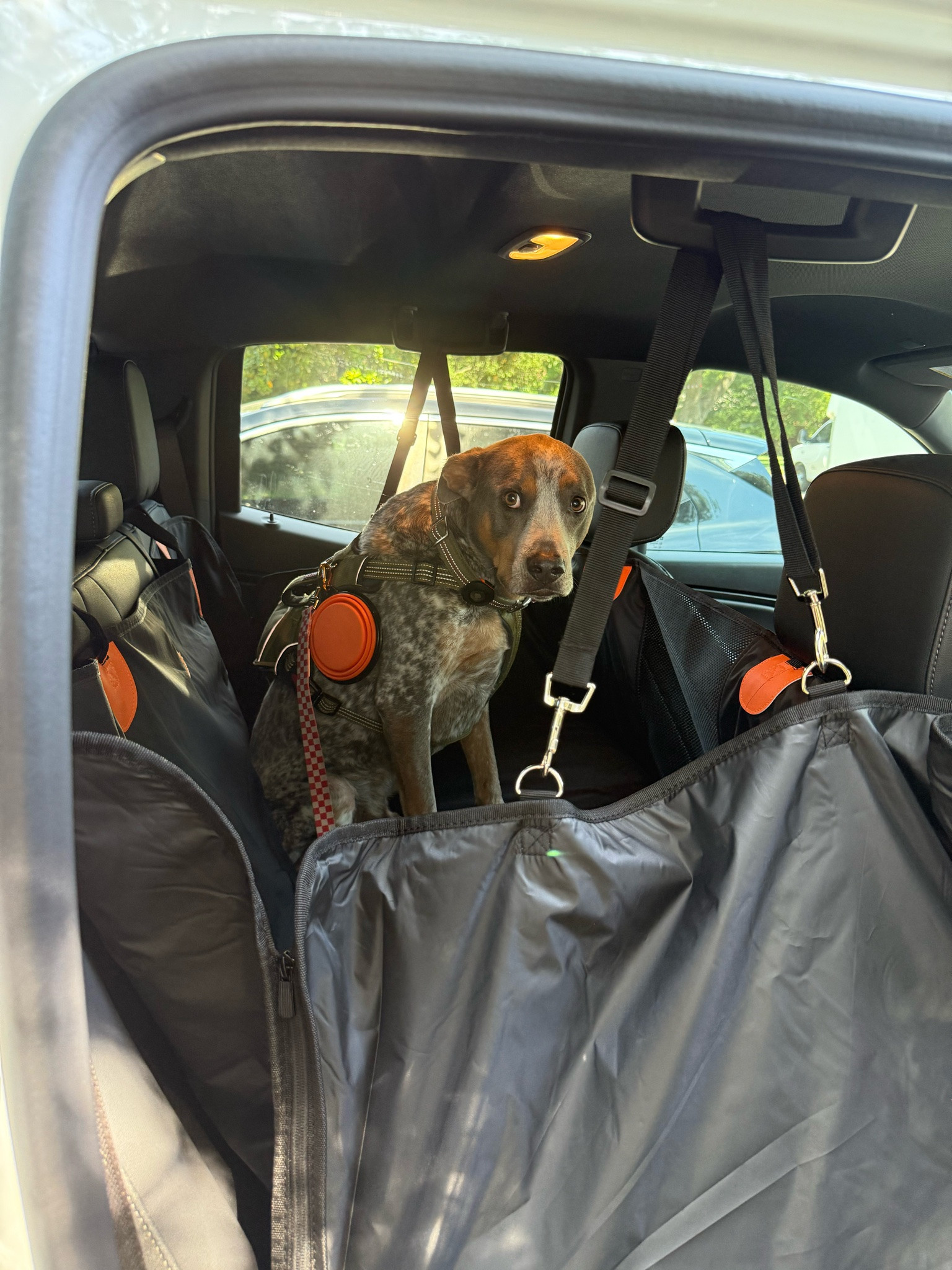 Car seat for dogs

#LTKTravel #LTKmomlife #LTKSeasonal