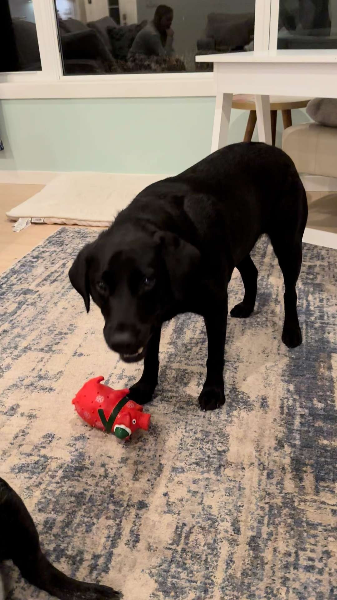 The Grunting Pig Dog Toy- This one is the viral toy of the year..and it is under $5.00! @amazon @walmart 

 #LTKGiftGuide #LTKHoliday #LTKFindsUnder50