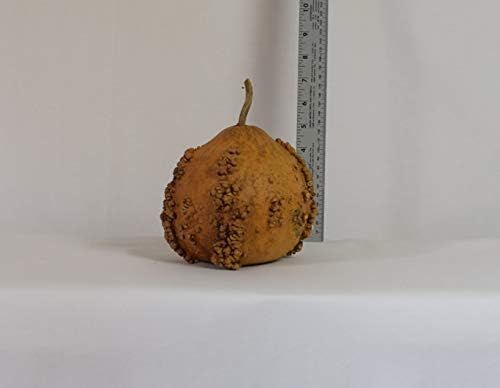 Dried Hard Shell Warty Gourd - 5" - 6" Diameter | Amazon (US)