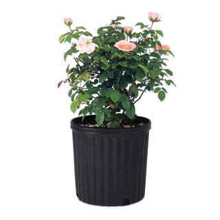 2 Gal. Rose Savannah Sunbelt With Pink Flowers | The Home Depot
