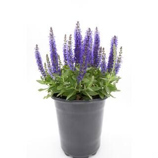 2.5 Qt. Purple Salvia Live Flowering Perennial Plant | The Home Depot