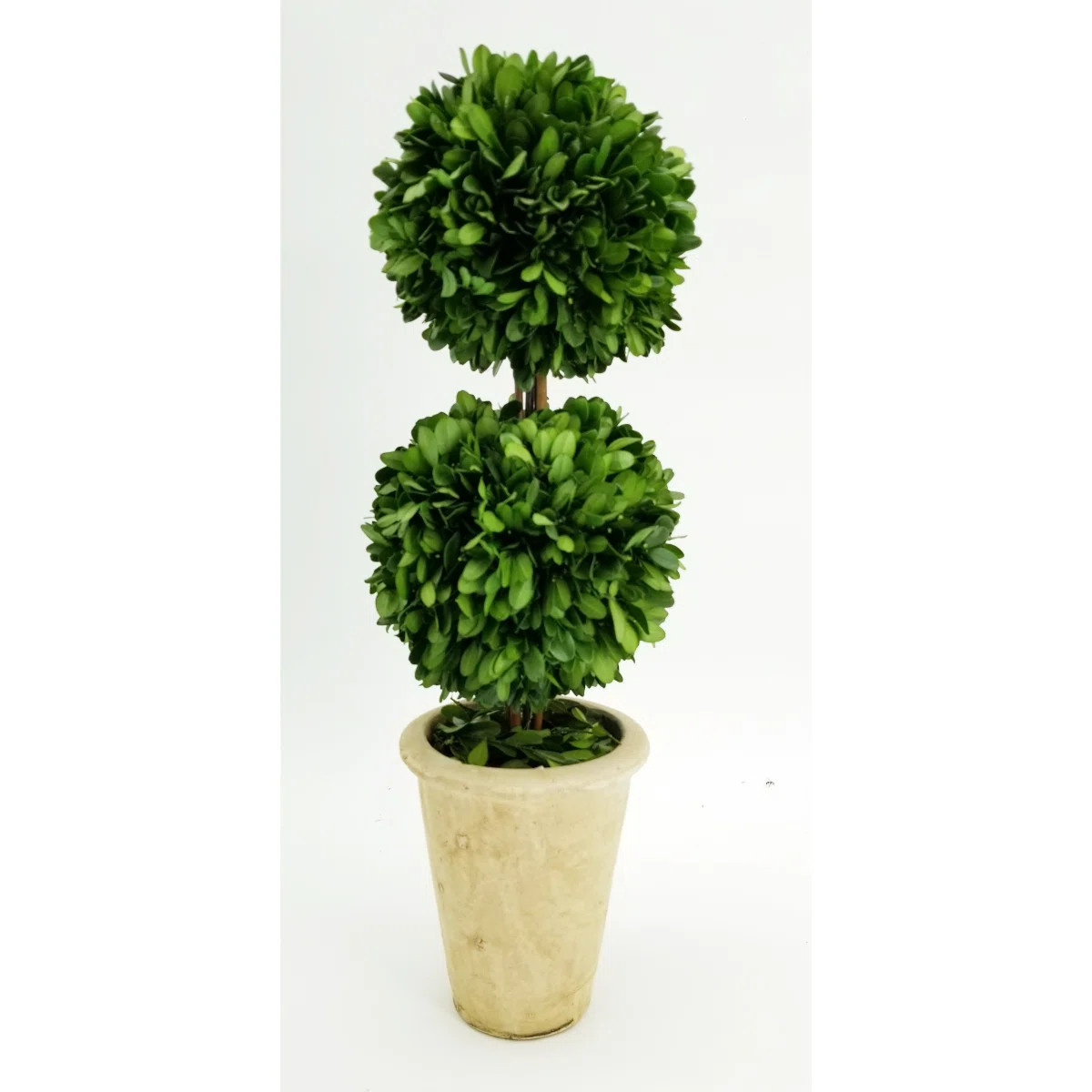 20'' Boxwood Topiary in Terracotta Pot | Wayfair North America