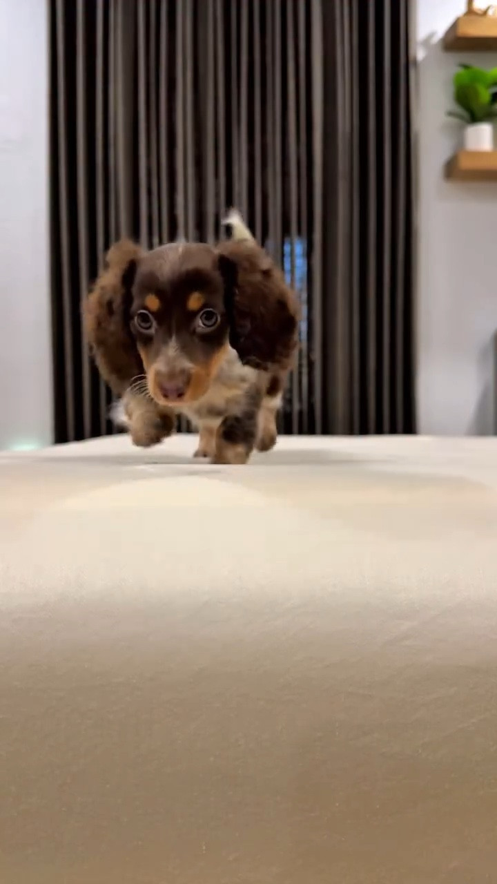 Bali Girl 🐶 is a natural born actress…

@ettitudestore has amazingly luxurious bedding that will wrap you in comfort this fall/winter season. Woven in Peru and engineered for optimal sleep performance, it regulates temperate ensuring for a restful nights sleep. 

It also doubles as the perfect match for your fall/winter bedroom decor. Shop their wide selection of colors by commenting BED, and I’ll DM you the link to shop! 

#ettitudebedding #interiordesign #interiorwarrior #bedroominspiration #bedroomdesign #comfortandstyle #myhomestyle #neutralhome #miniaturedachshund #puppiesofinstagram #dachshundoftheday

#LTKHoliday #LTKHome #LTKCyberWeek