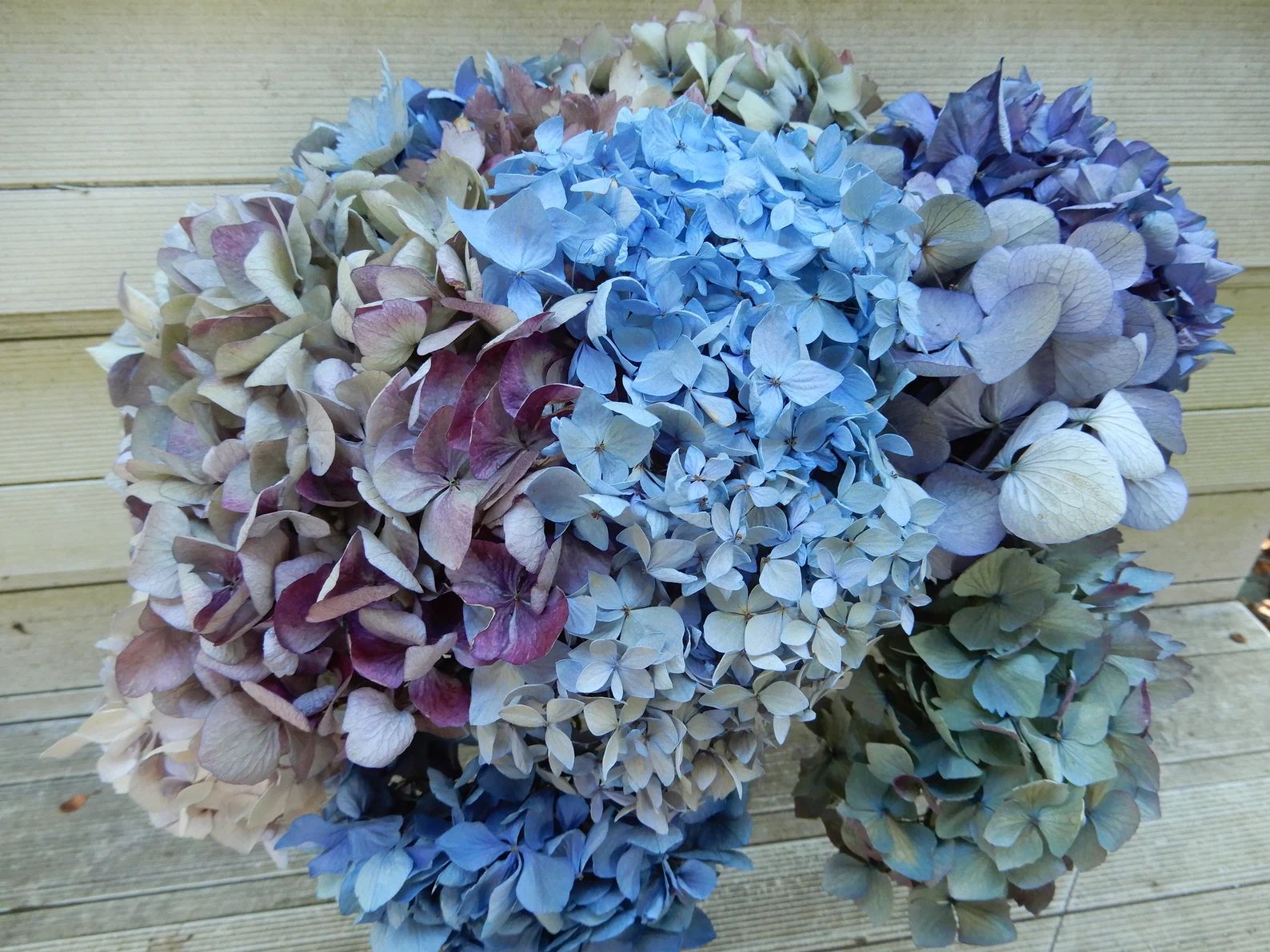 Dried Hydrangea Flowers 12 Stems Light Blue Purple Lavender - Etsy | Etsy (US)