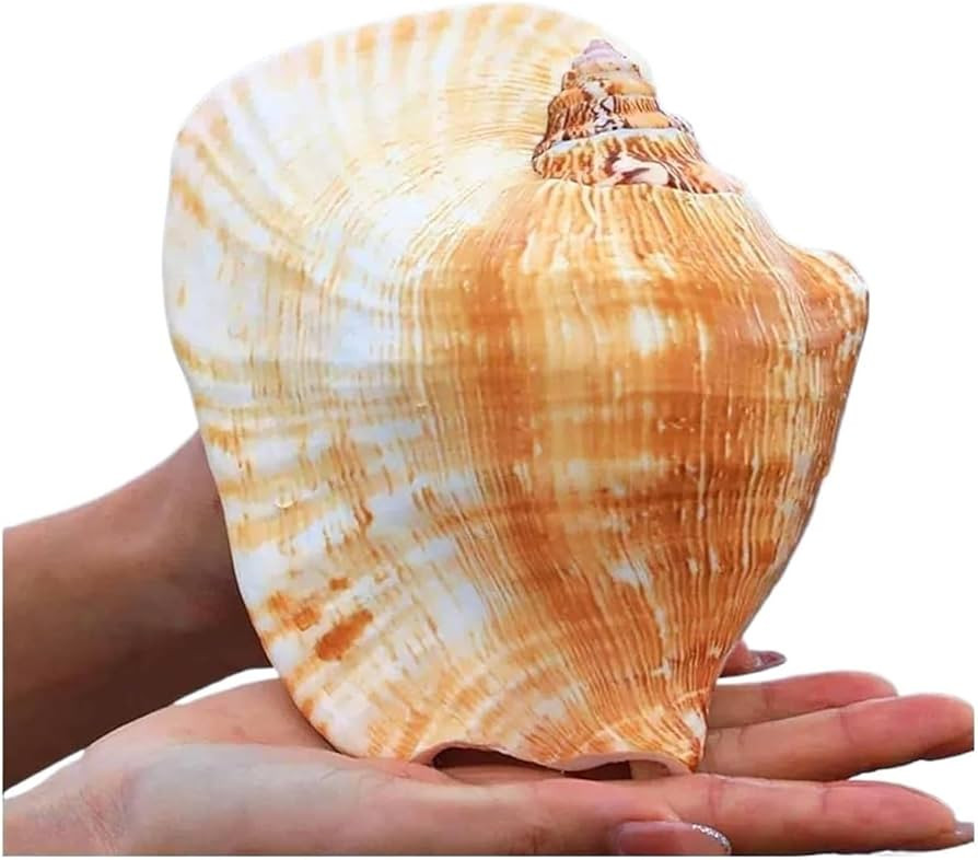 Natural Sea Beach Seashells,Huge Ocean Conch, Shells Natural Large Shell of Conch Home Decoration... | Amazon (US)