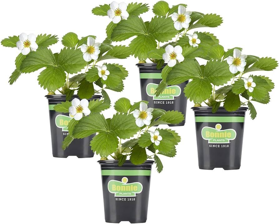 Bonnie Plants Strawberry, Live Plant, 19.3 oz. (4-Pack) | Amazon (US)