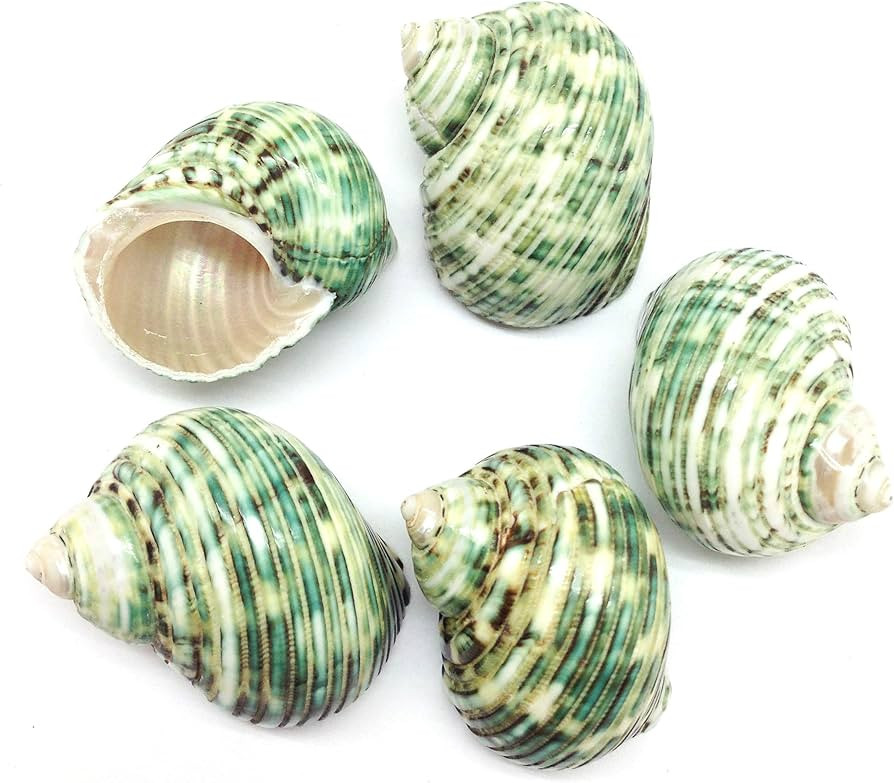 PEPPERLONELY 5 PC Natural Hermit Crab Shells, Polished Green Turbo Sea Shells, 1-3/4 Inch ~ 2-1/4... | Amazon (US)
