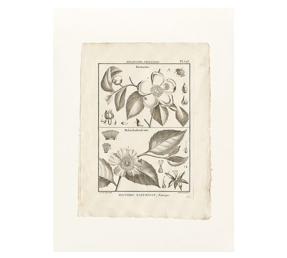 Botanical Plate 593 Framed Print | Pottery Barn (US)