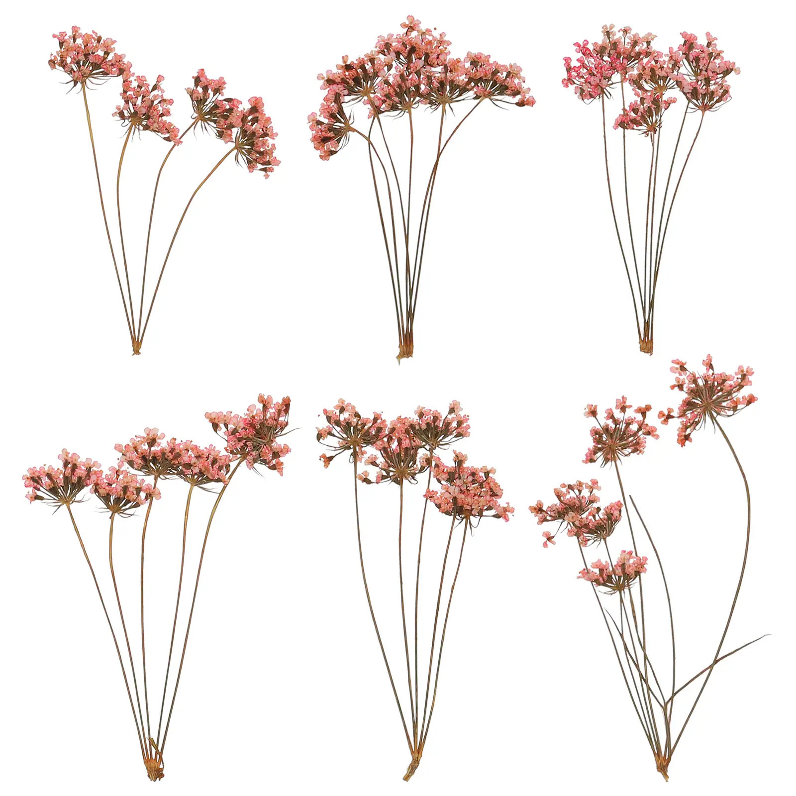 Unique Bargains 6pcs Natural Dried Pressed Flowers for Craft Lace Real Pressed Dried Flowers Colorful Bouquets for Resin Moulds DIY Scrapbooking | Lowe's