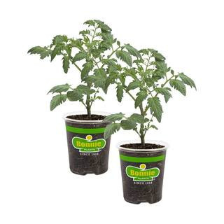 19.3 oz. Patio Tomato Plant (2-Pack) | The Home Depot