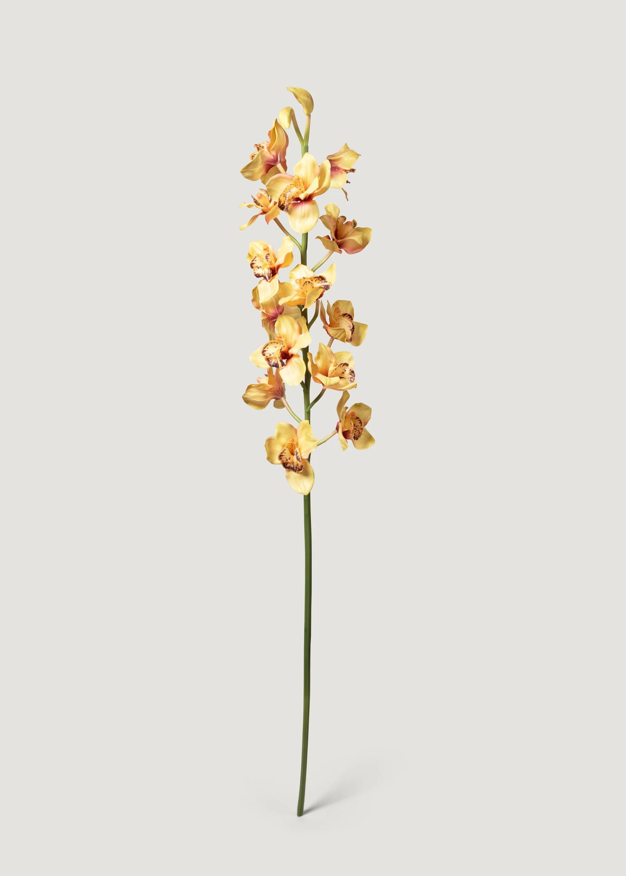 Faux Cymbidium Orchids - 50" | Soft Yellow | Afloral | Afloral