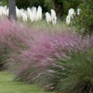 2.5 Qt. Pink Muhly Grass with Pink Bloms | The Home Depot