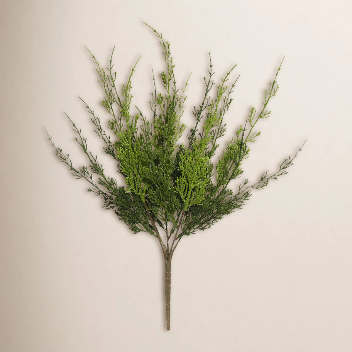 Monterey Cypress Arrangement | Wayfair North America