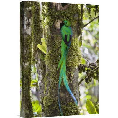 Costa Rica 'Resplendent Quetzal Male at Nest' - Photograph Print on Canvas | Wayfair North America
