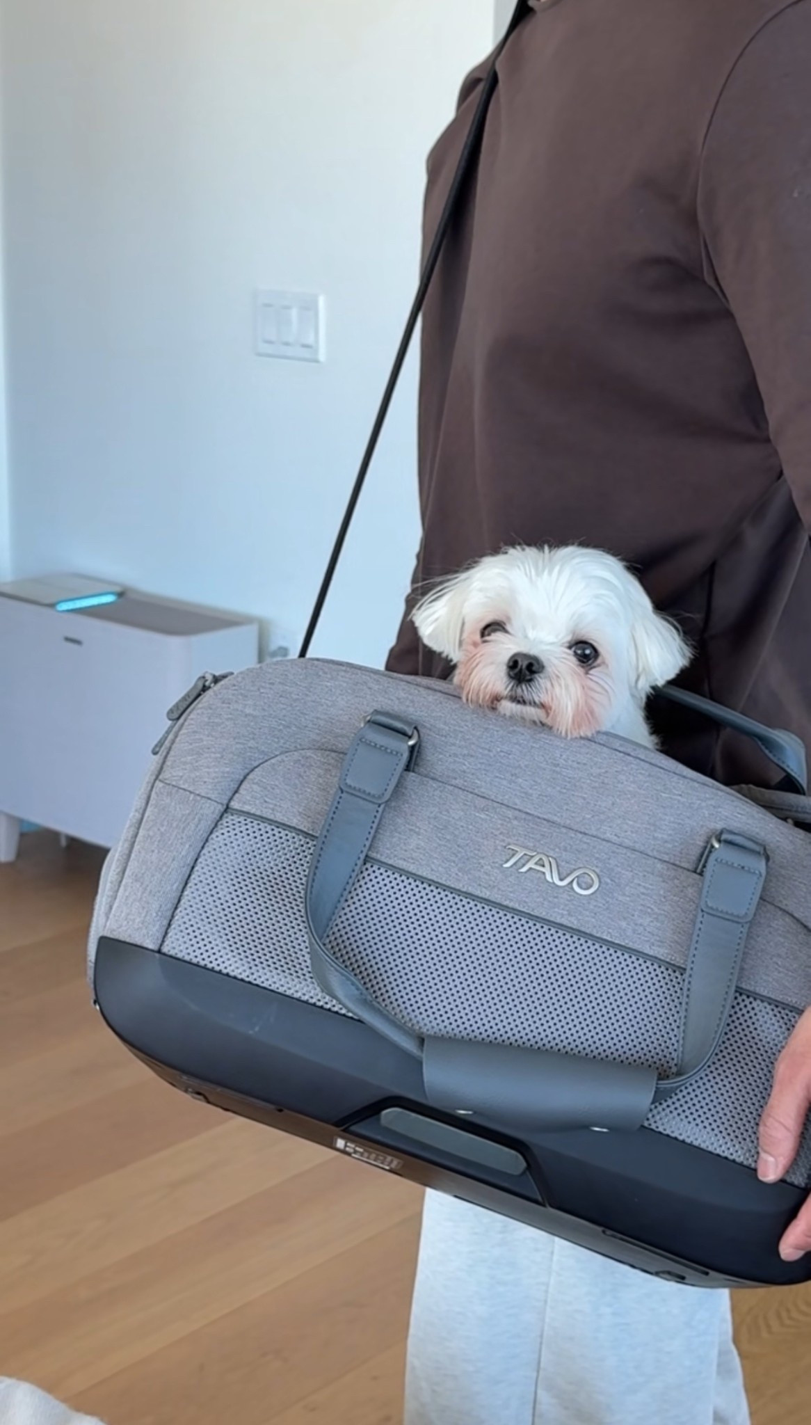 airline-compliant and car travel friendly dog carrier 🐾 @tavopets #tavopets