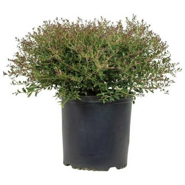 Bordeaux Dwarf Yaupon Holly (2.5 Gallon) Compact Evergreen Shrub with Red-Hued Winter Foliage | Walmart (US)