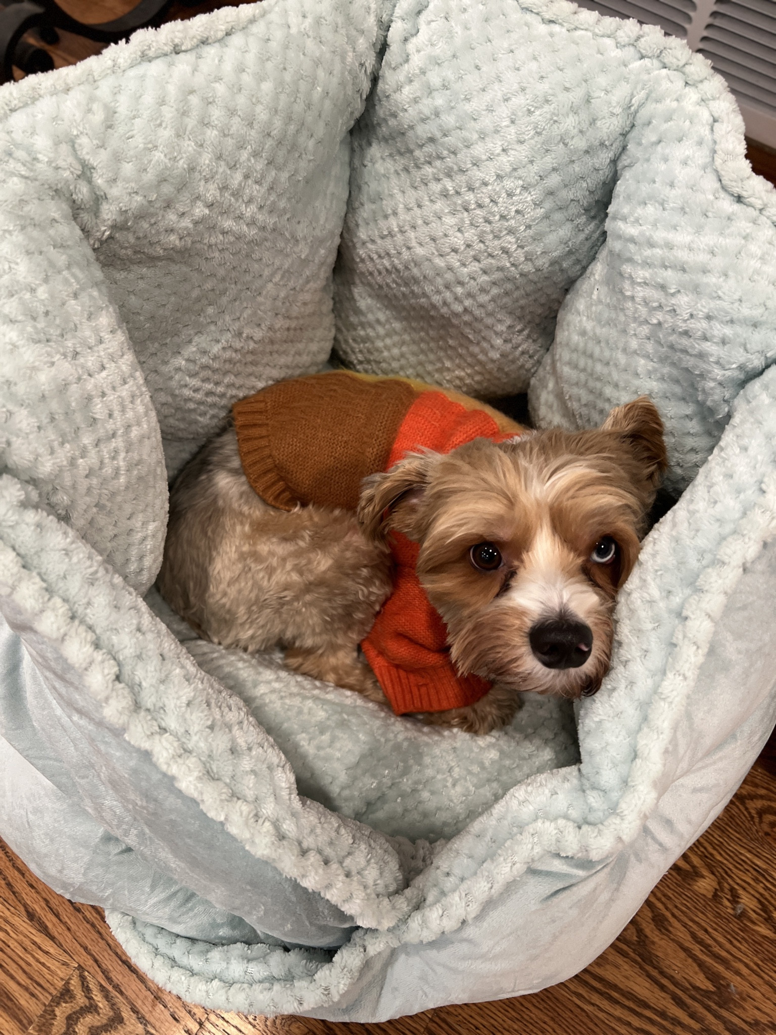 I have an anxious dog. 
He prefers being tucked in/swaddled to find his calm. 
I found a bed made for pets like Bleu. It hugs your cat or dog with calm  

#LTKhome