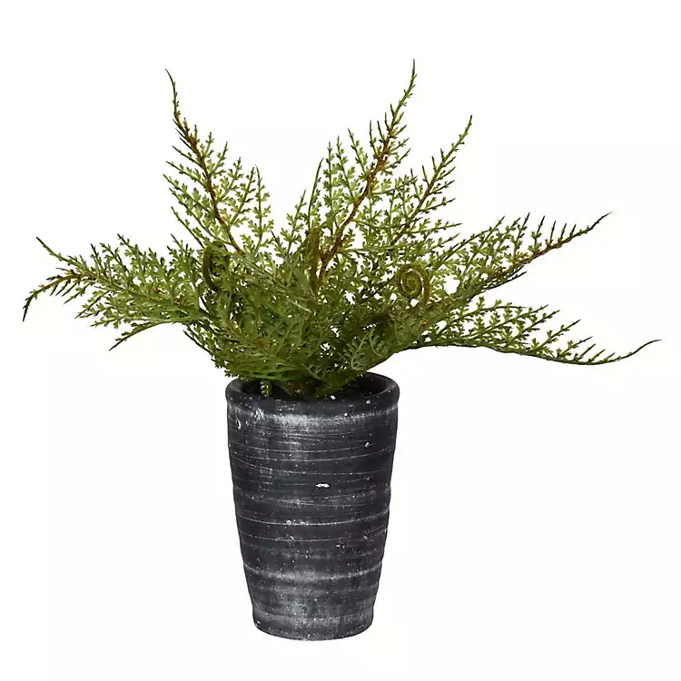 Asparagus Fern in Tall Black Planter | Kirkland's Home