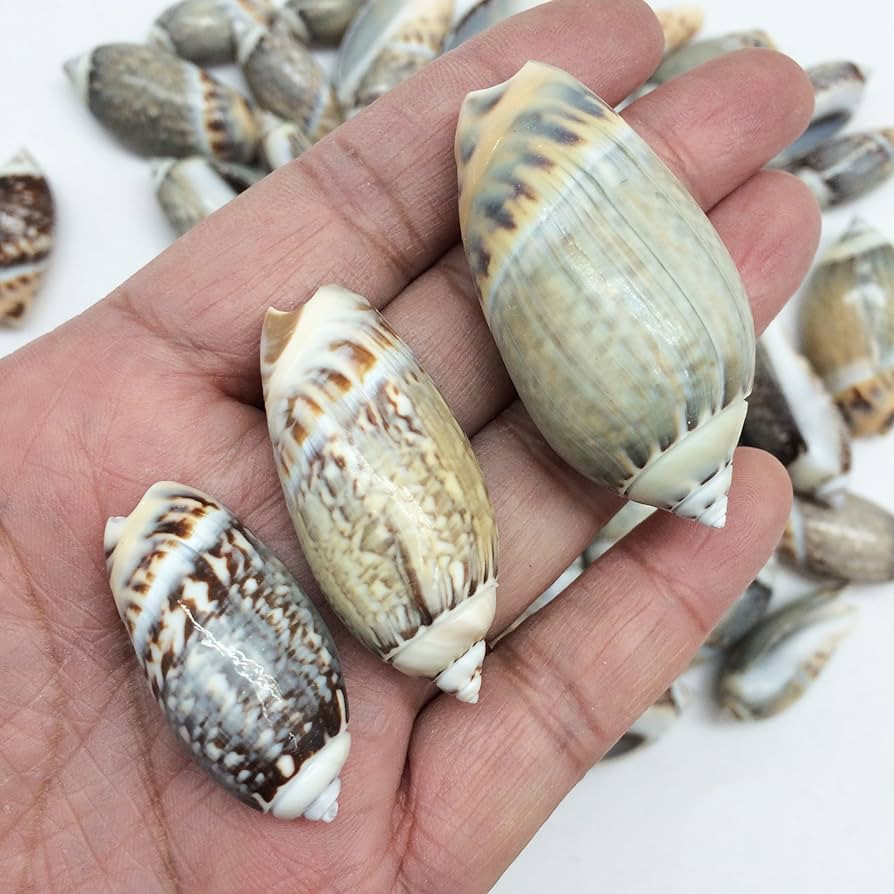 PEPPERLONELY Shiny Polished Green Olives Gibbosa Sea Shells, 8 OZ Approx, 1 Inch ~ 1-3/4 Inch | Amazon (US)